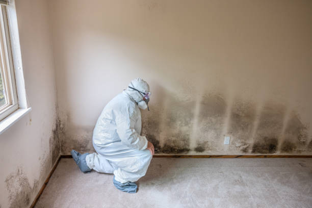 Best Same-Day Mold Removal  in Pinetops, NC